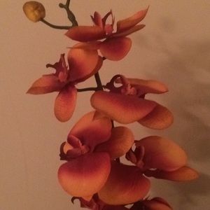 Meet your Posher, Delma